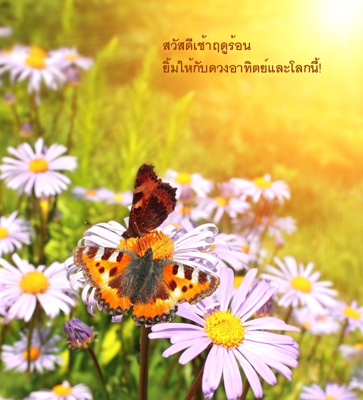 สวัสดีเช้าฤดูร้อน ยิ้มให้กับดวงอาทิตย์และโลกนี้!