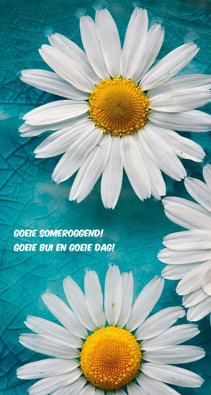 Goeie someroggend! Goeie bui en goeie dag!