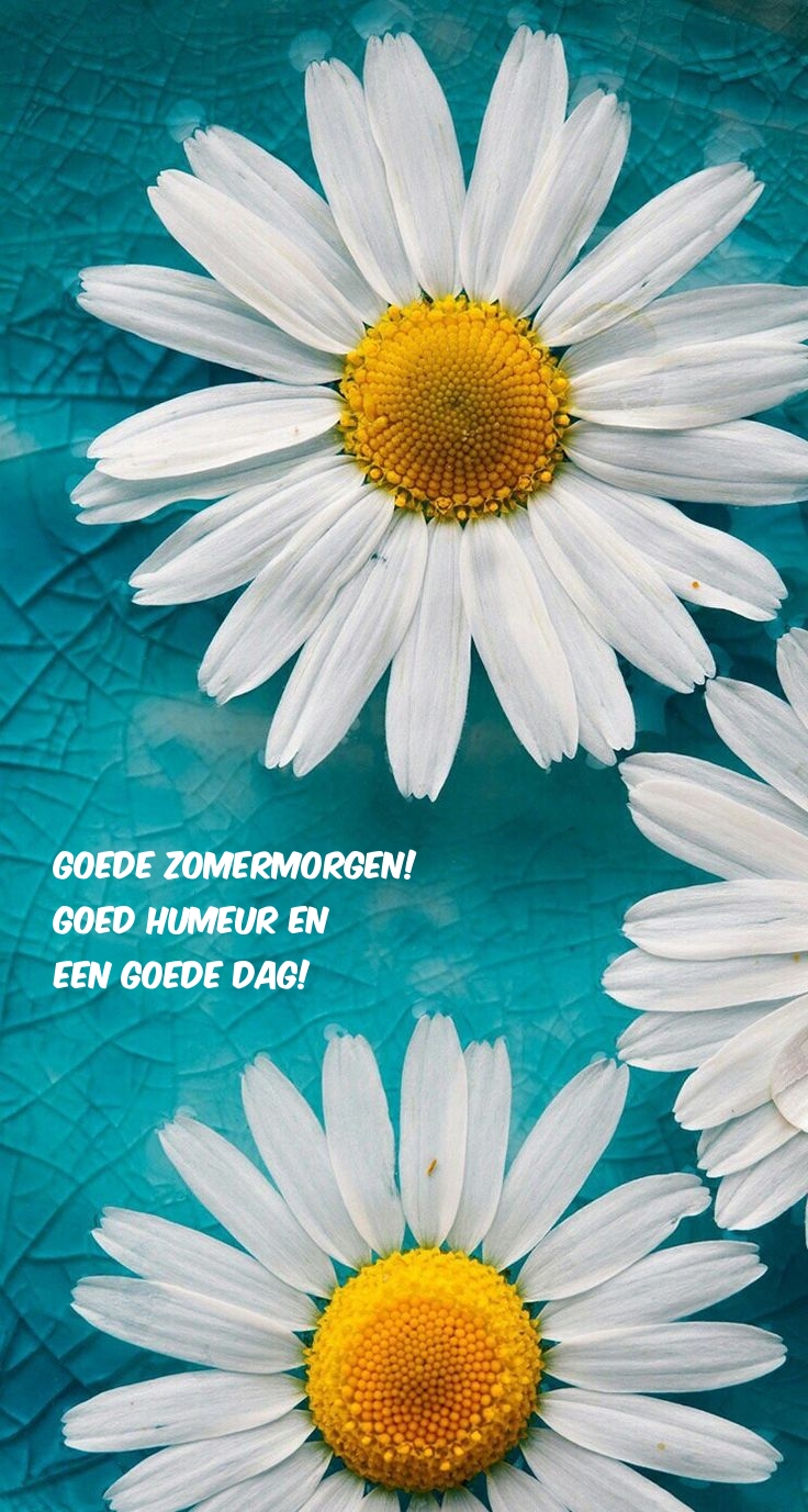 Goede zomermorgen! Goed humeur en een goede dag!