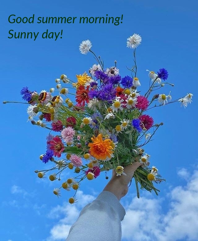 Good summer morning! Sunny day!
