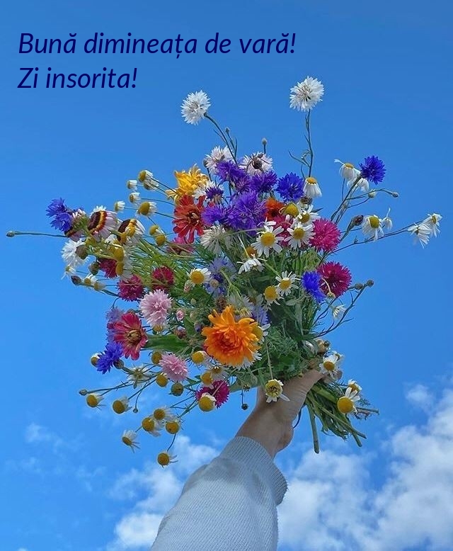 Bună dimineața de vară! Zi insorita!
