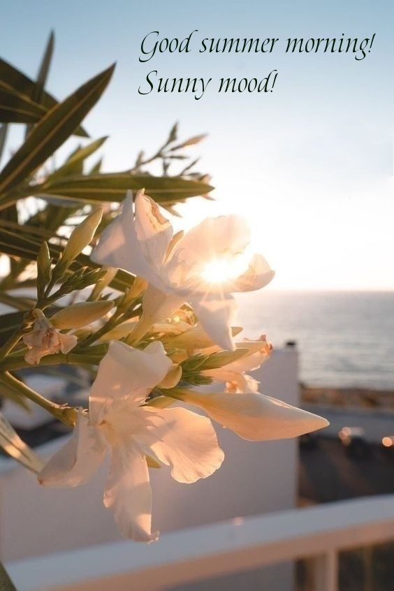 Good summer morning! Sunny mood!