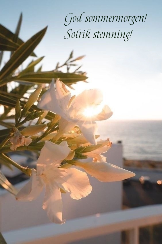 God sommermorgen! Solrik stemning!