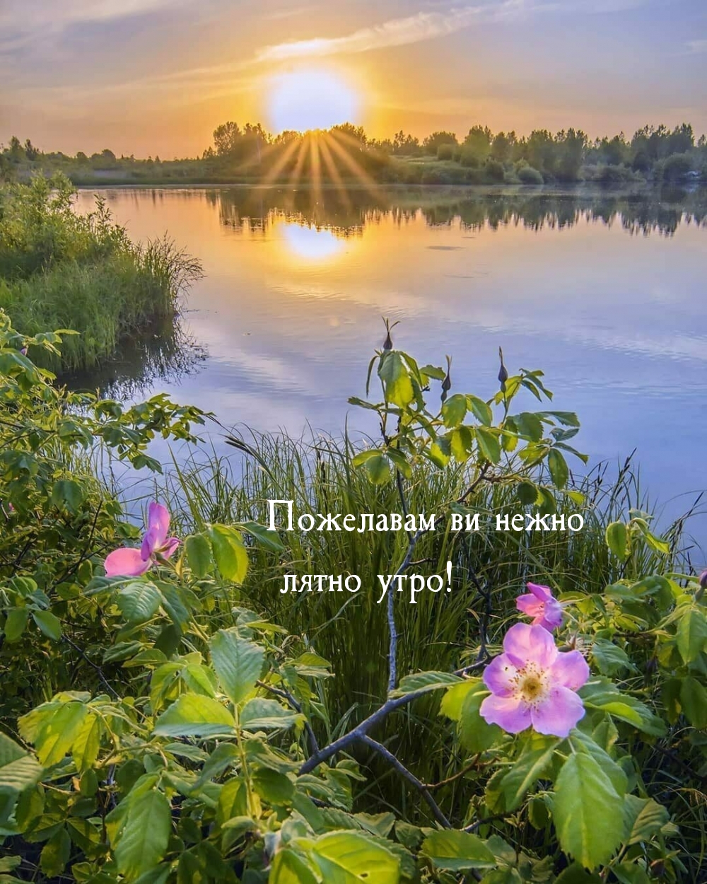 Пожелавам ви нежно лятно утро!