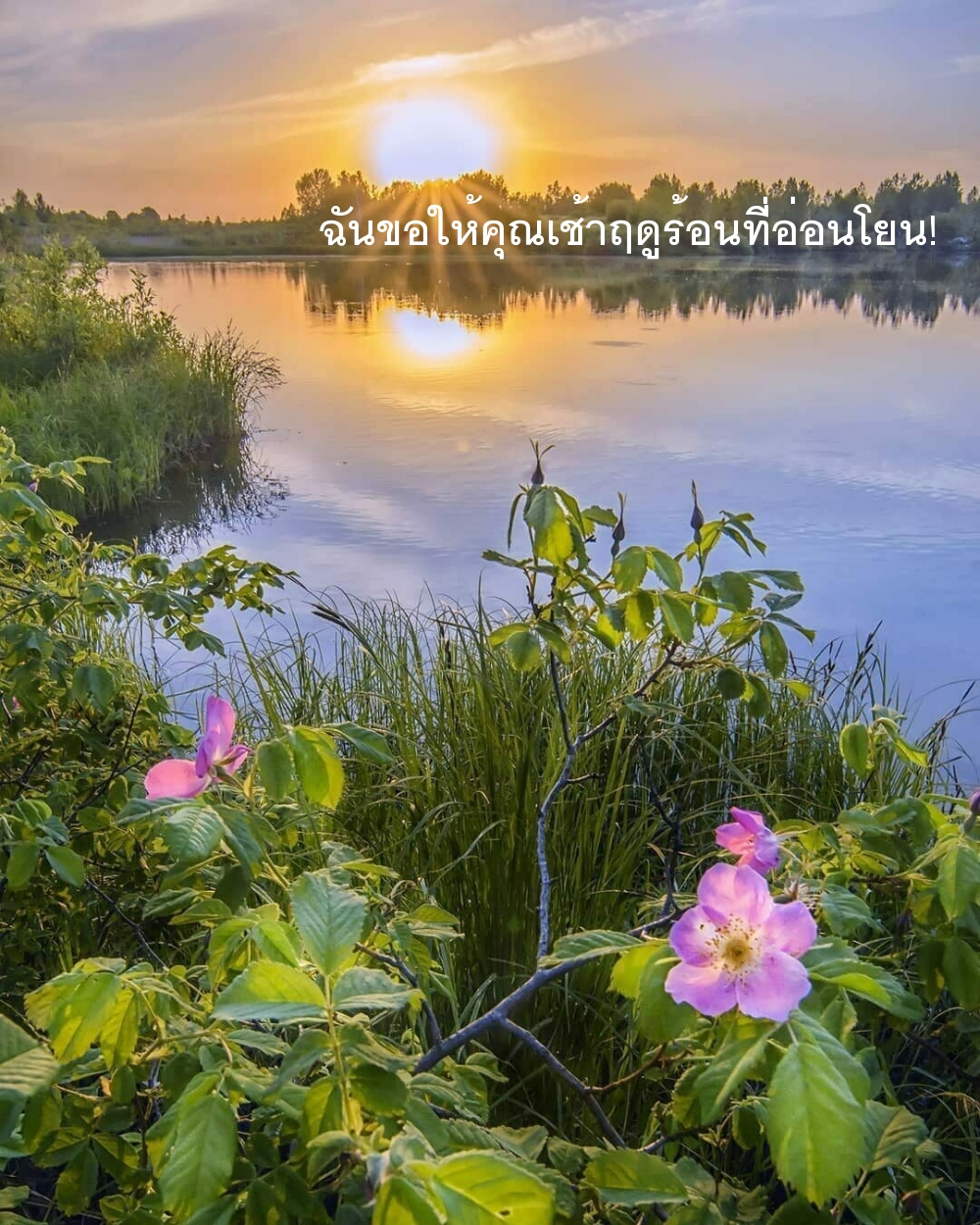 ฉันขอให้คุณเช้าฤดูร้อนที่อ่อนโยน!