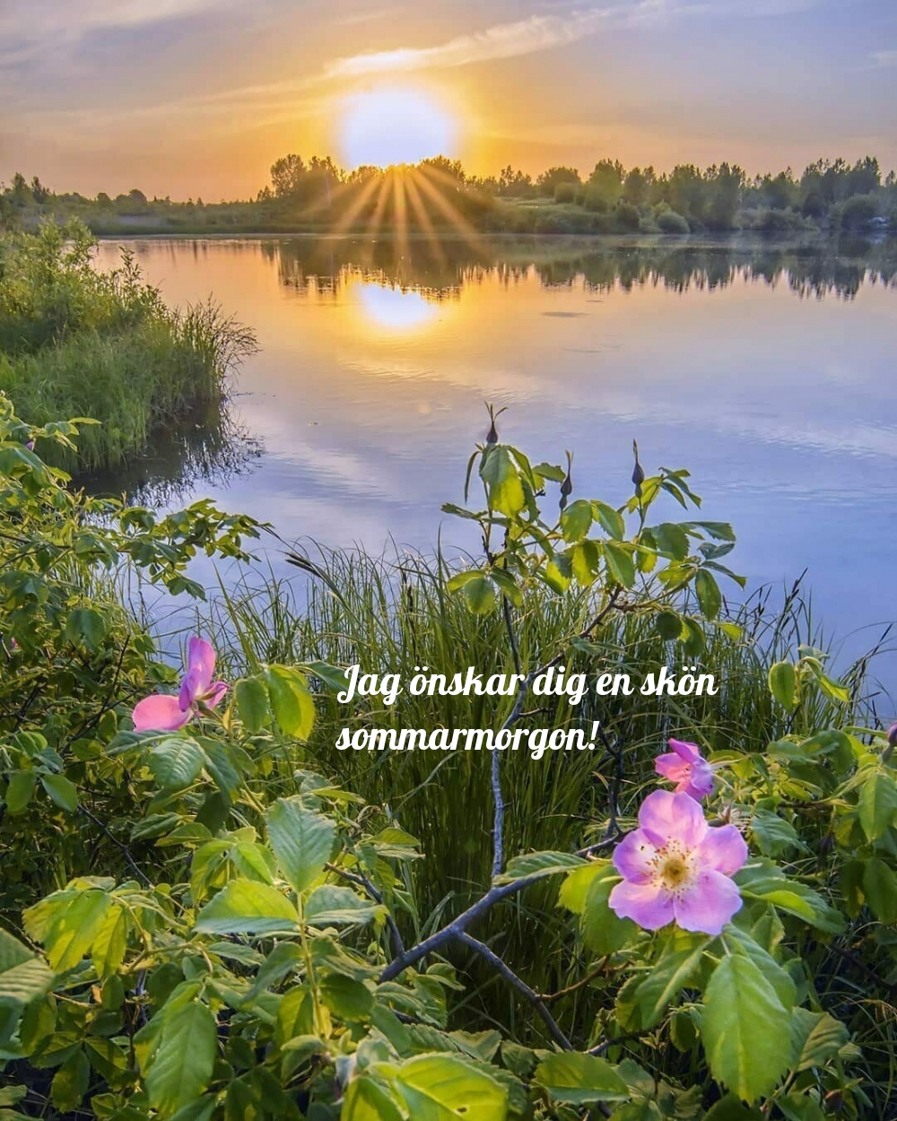 Jag önskar dig en skön sommarmorgon!