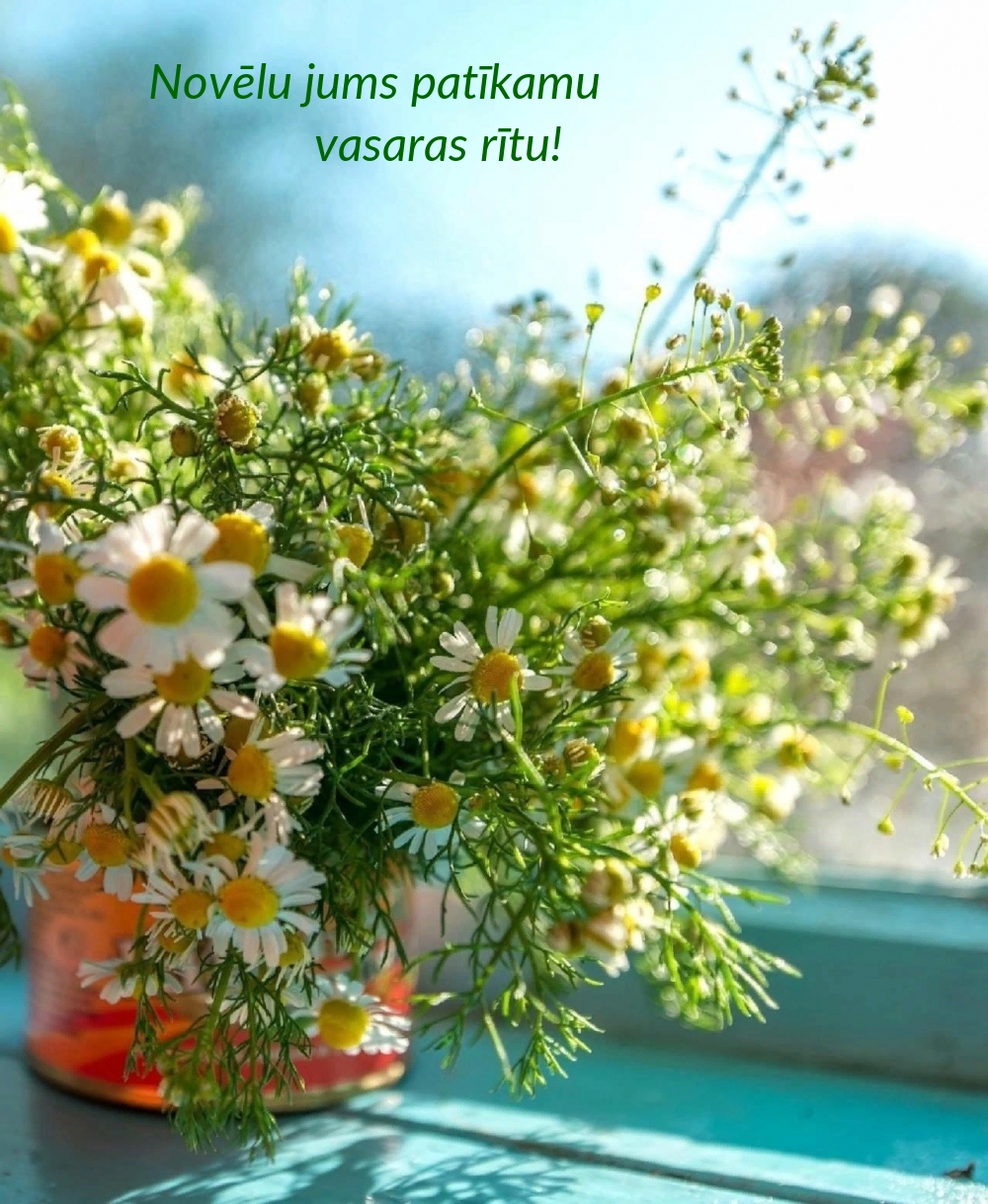 Novēlu jums patīkamu vasaras rītu!