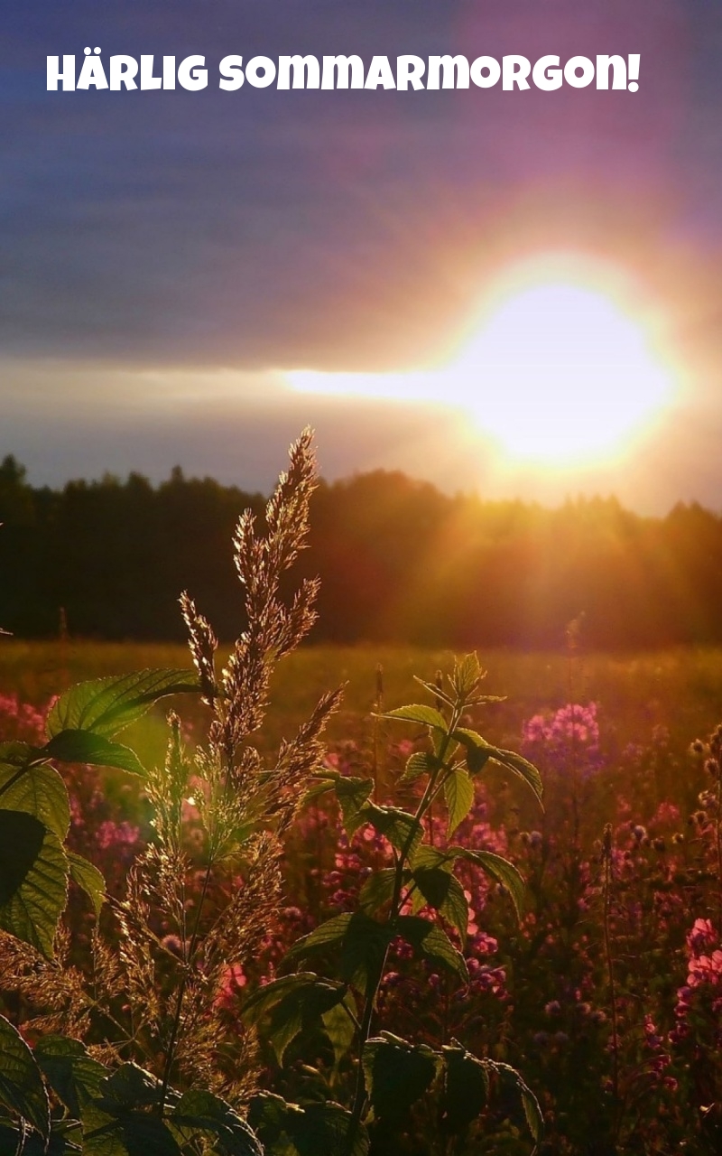 Härlig sommarmorgon!