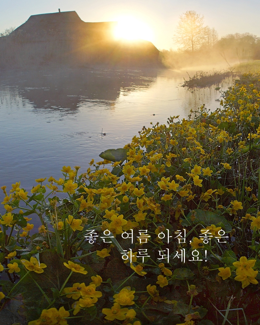 좋은 여름 아침, 좋은 하루 되세요!