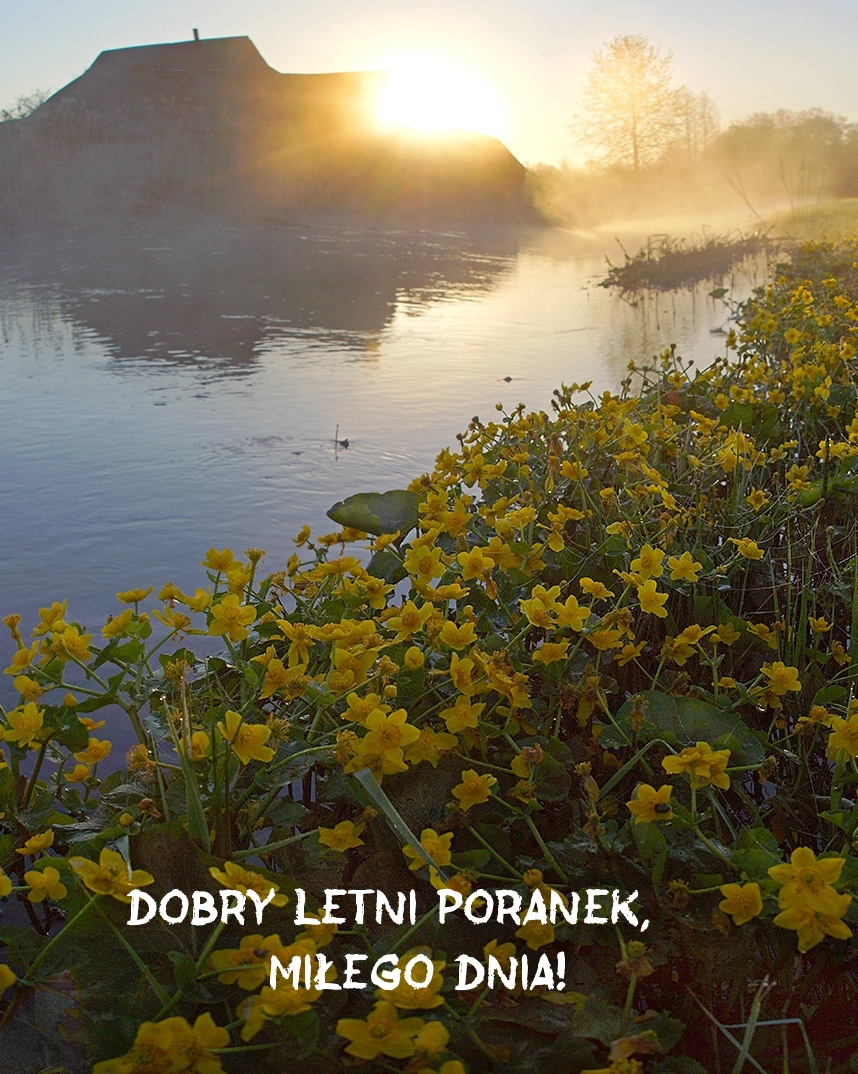 Dobry letni poranek, miłego dnia!