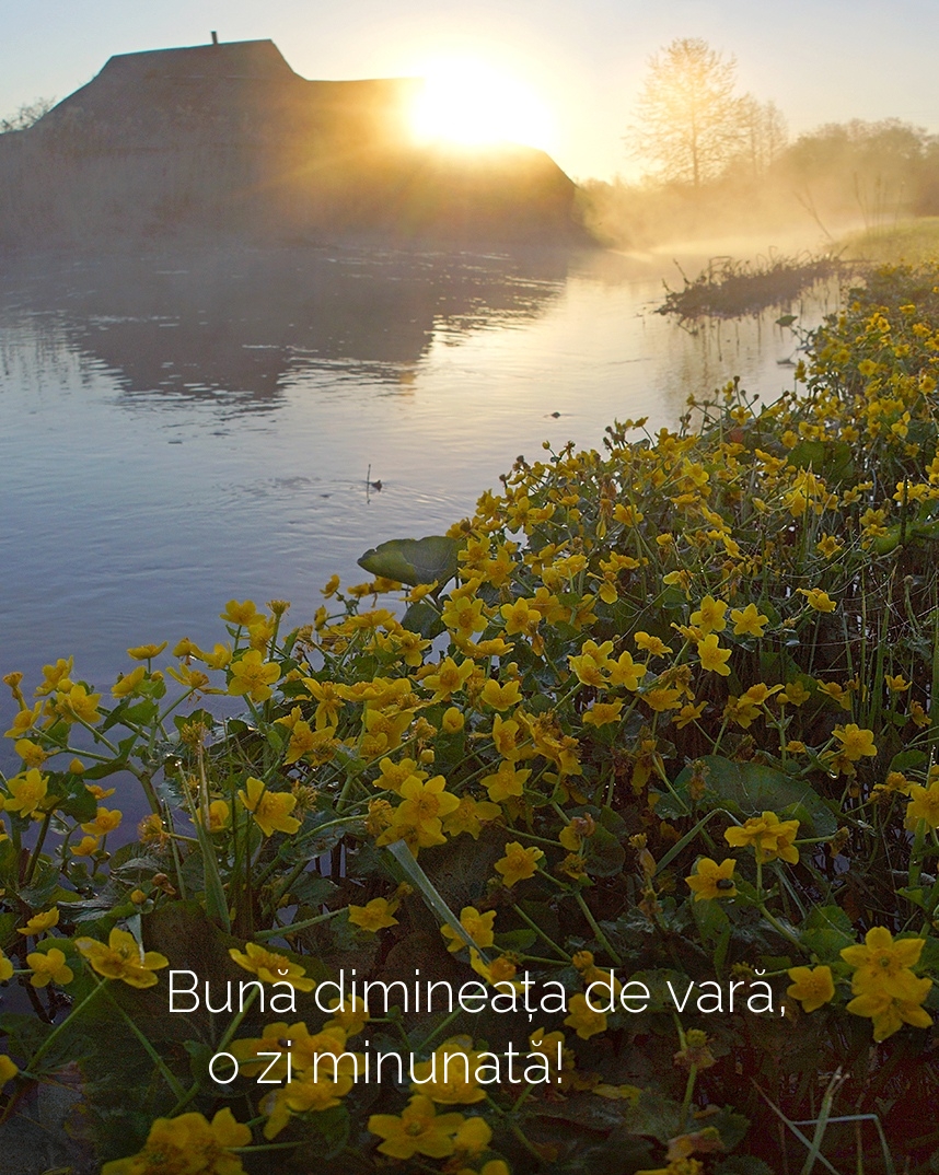 Bună dimineața de vară, o zi minunată!
