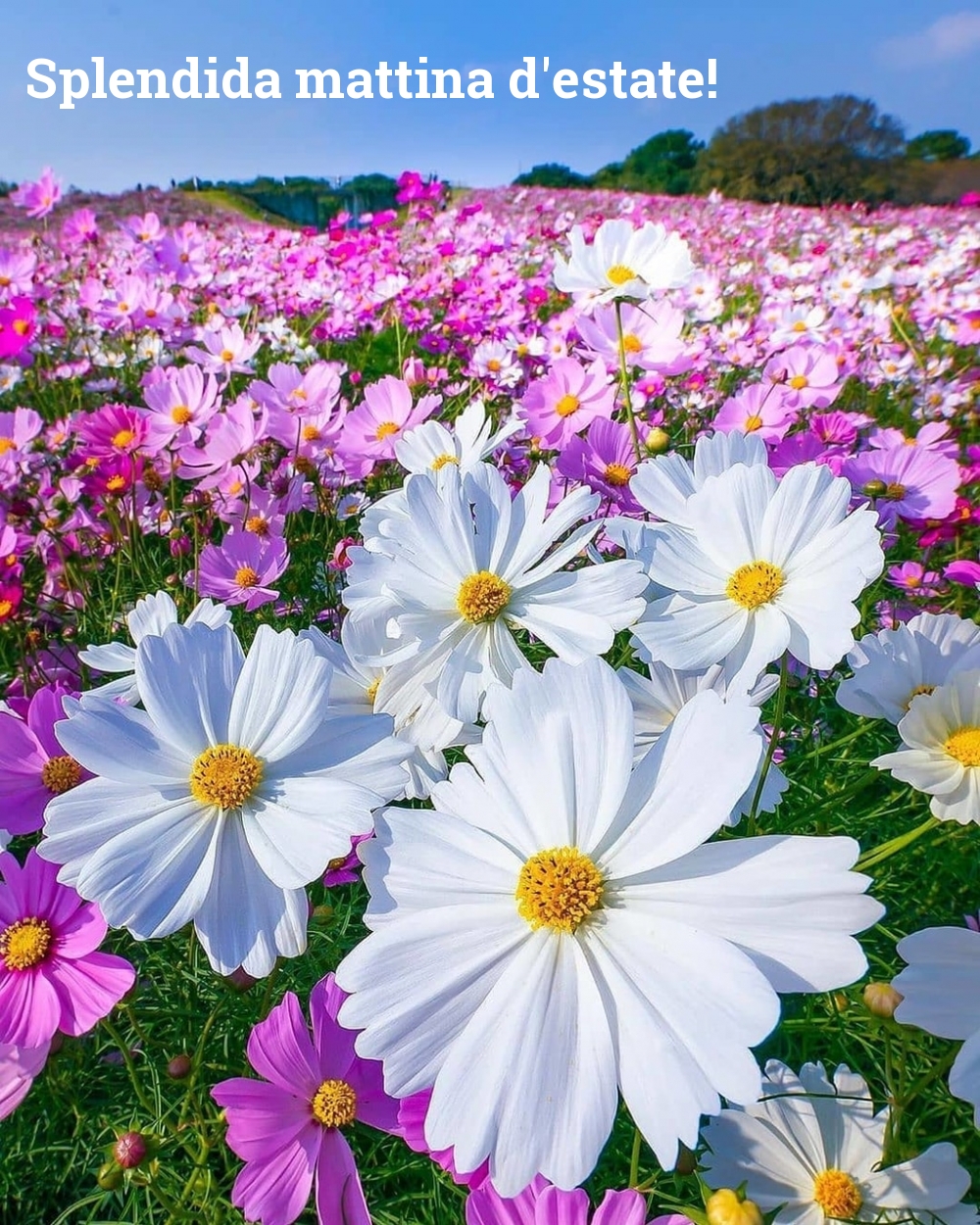 Splendida mattina d