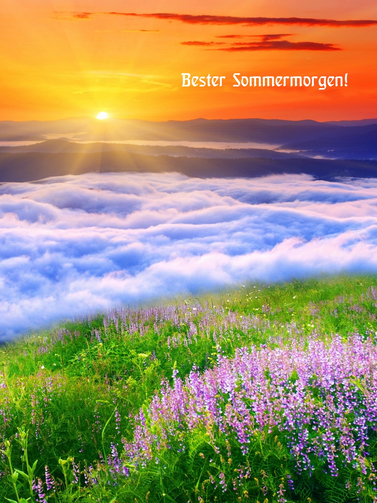 Bester Sommermorgen!