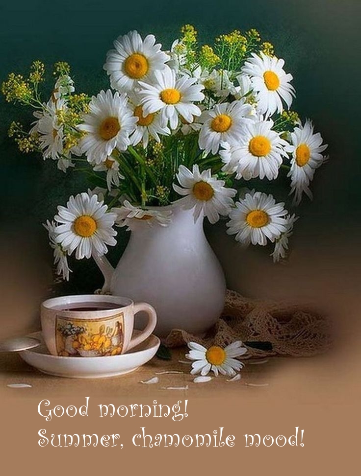 Good morning! Summer, chamomile mood!