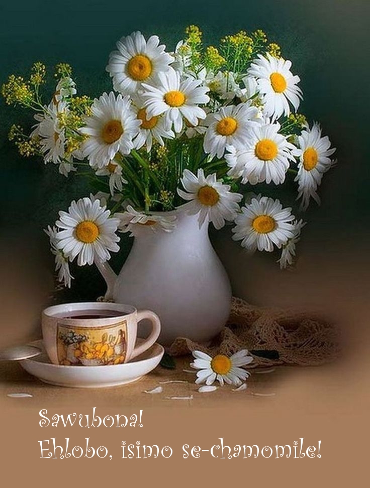 Sawubona! Ehlobo, isimo se-chamomile!
