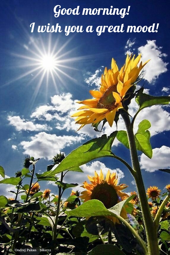 Good morning! I wish you a great mood!