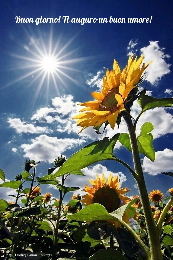 Buon giorno! Ti auguro un buon umore!