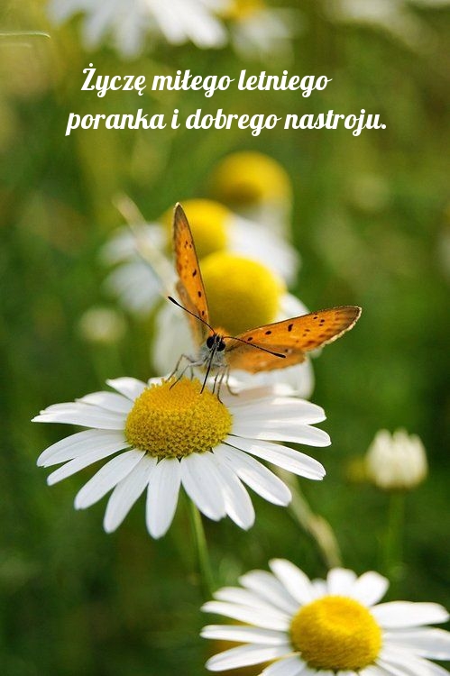 Życzę miłego letniego poranka i dobrego nastroju.