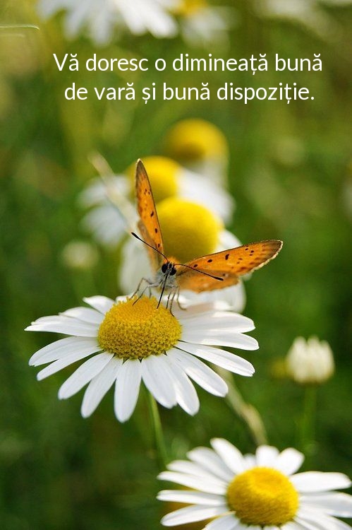Vă doresc o dimineață bună de vară și bună dispoziție.