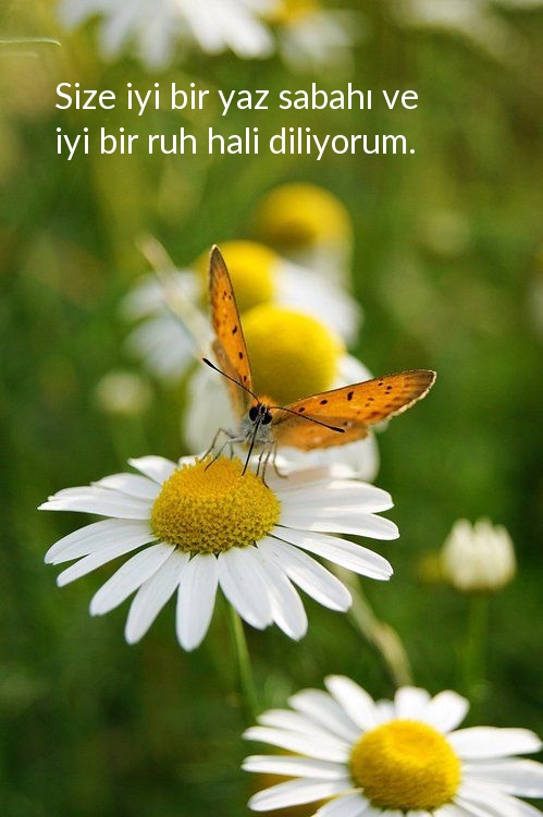Size iyi bir yaz sabahı ve iyi bir ruh hali diliyorum.