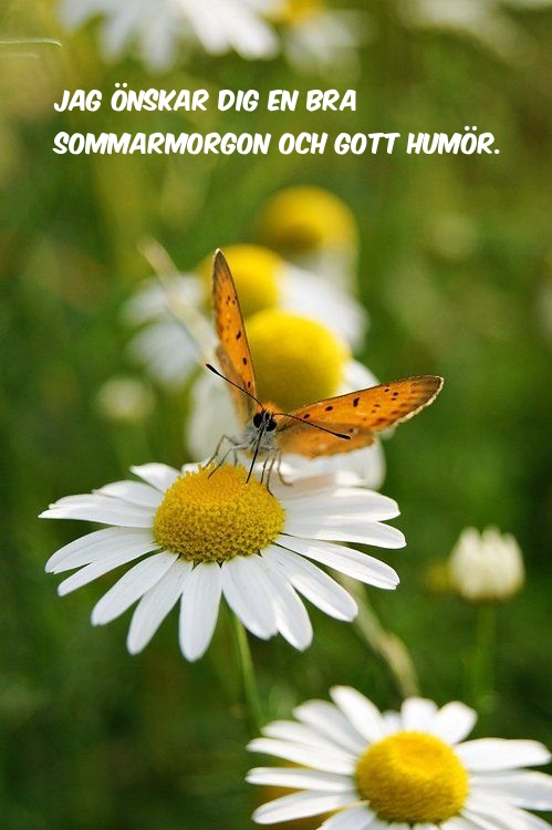 Jag önskar dig en bra sommarmorgon och gott humör.