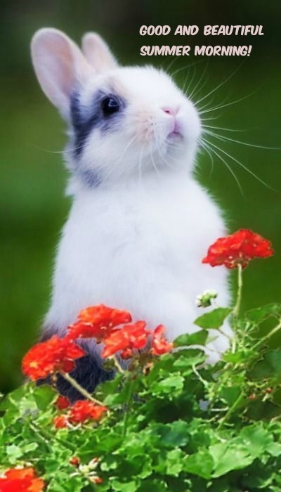 Good and beautiful summer morning!