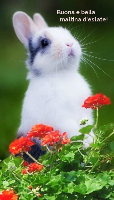 Buona e bella mattina d