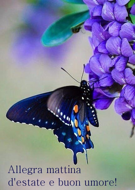Allegra mattina d