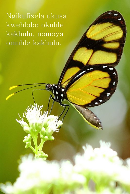 Ngikufisela ukusa kwehlobo okuhle kakhulu
