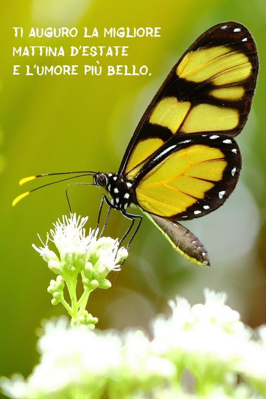 Ti auguro la migliore mattina d