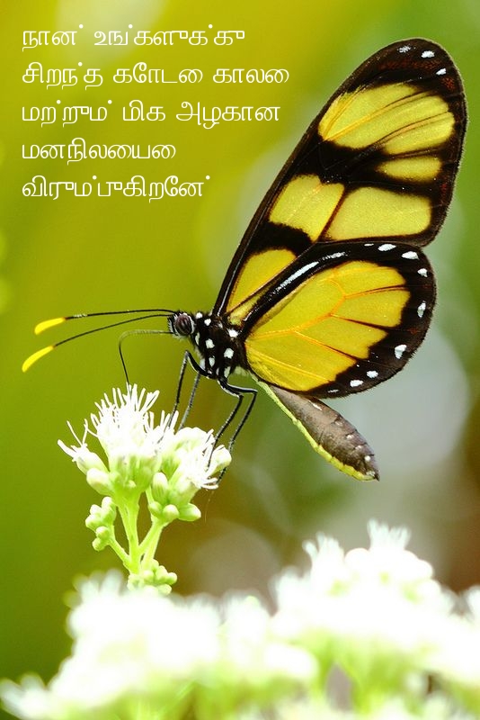 நான் உங்களுக்கு சிறந்த கோடை காலை