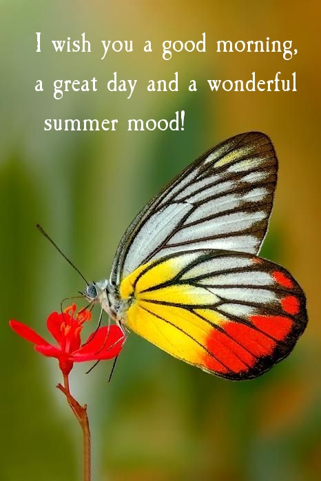 I wish you a good morning, a great day