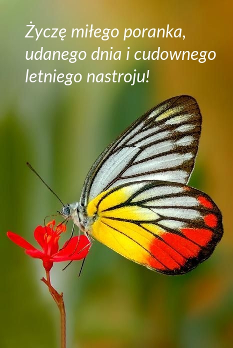 Życzę miłego poranka, udanego dnia i cudownego letniego nastroju!
