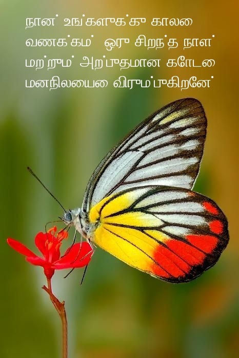 நான் உங்களுக்கு காலை வணக்கம்