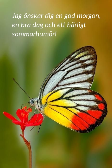 Jag önskar dig en god morgon, en bra dag och