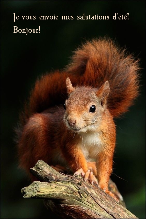 Je vous envoie mes salutations d