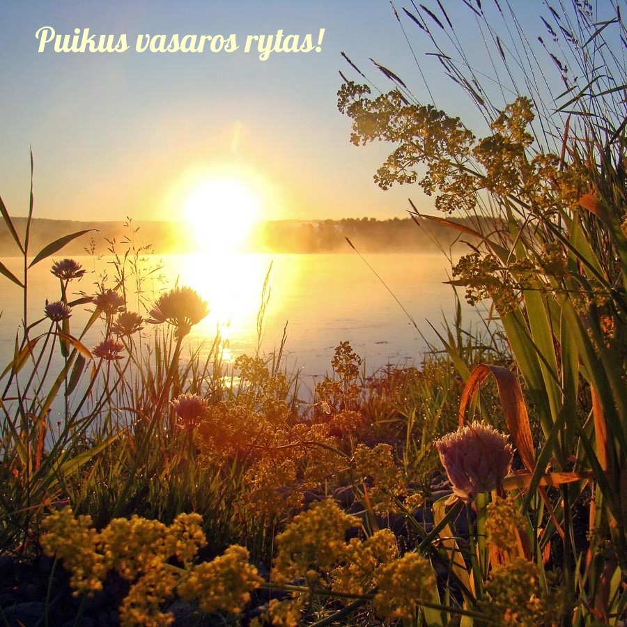 Puikus vasaros rytas!