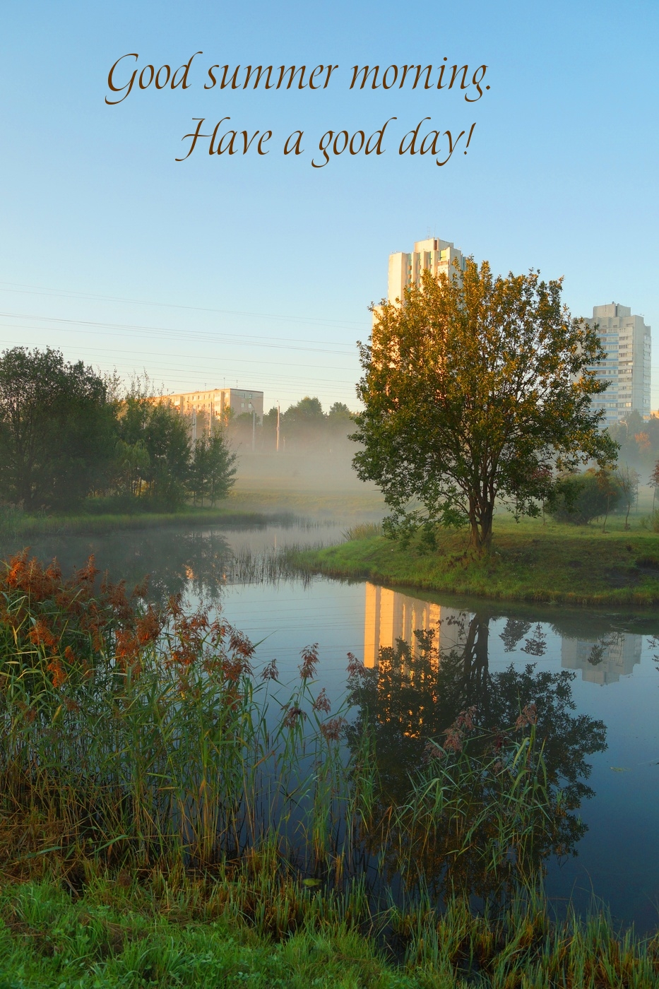 Good summer morning. Have a good day!