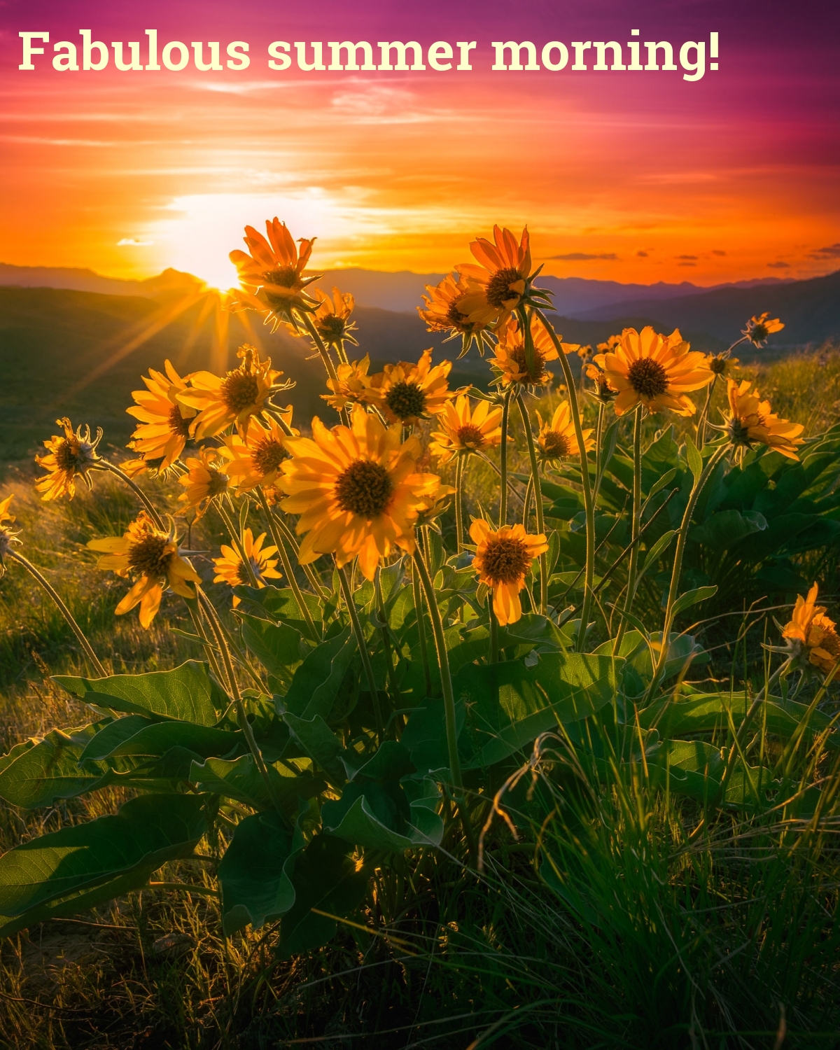 Fabulous summer morning!