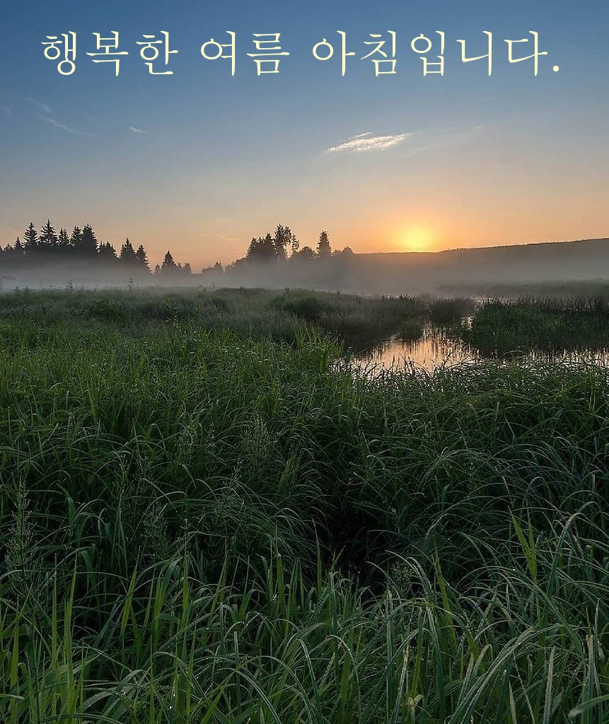 행복한 여름 아침입니다.