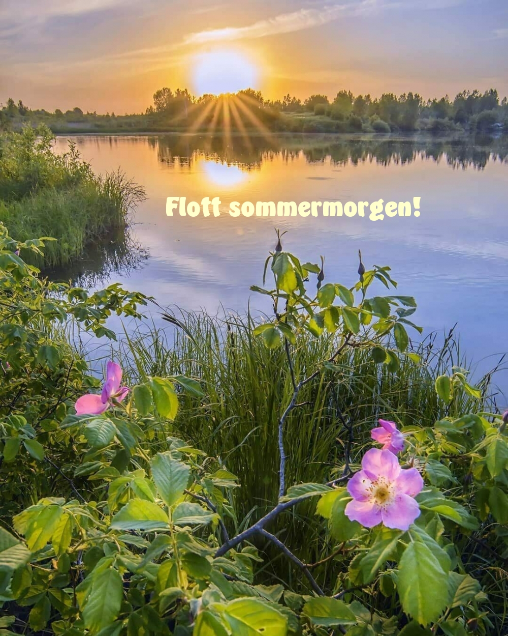 Flott sommermorgen!