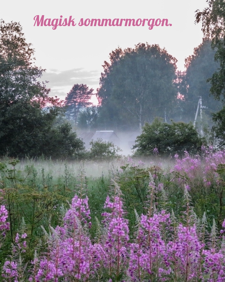 Magisk sommarmorgon.