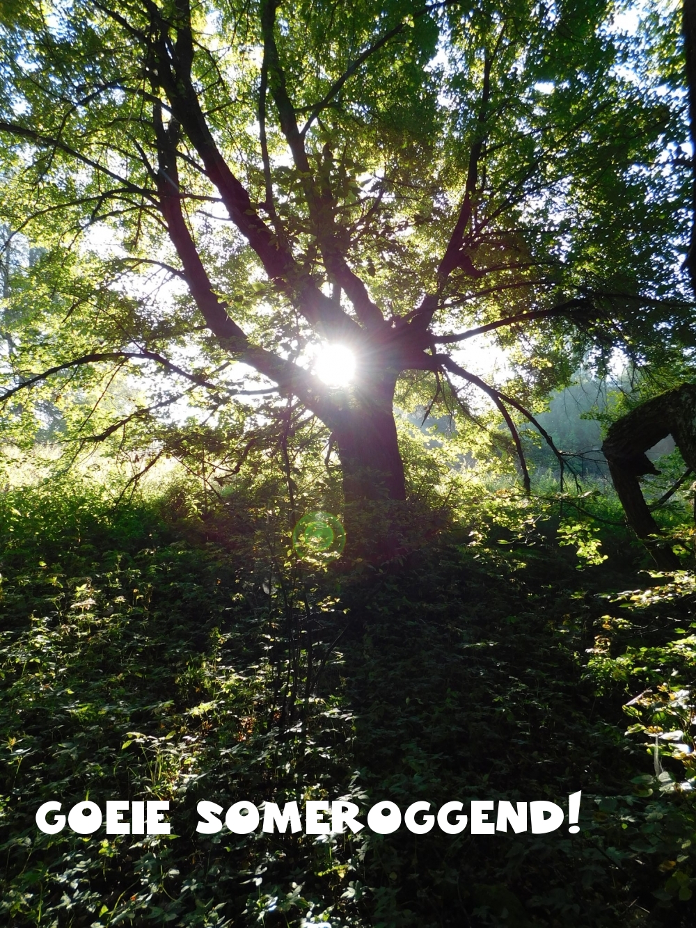 Goeie someroggend!