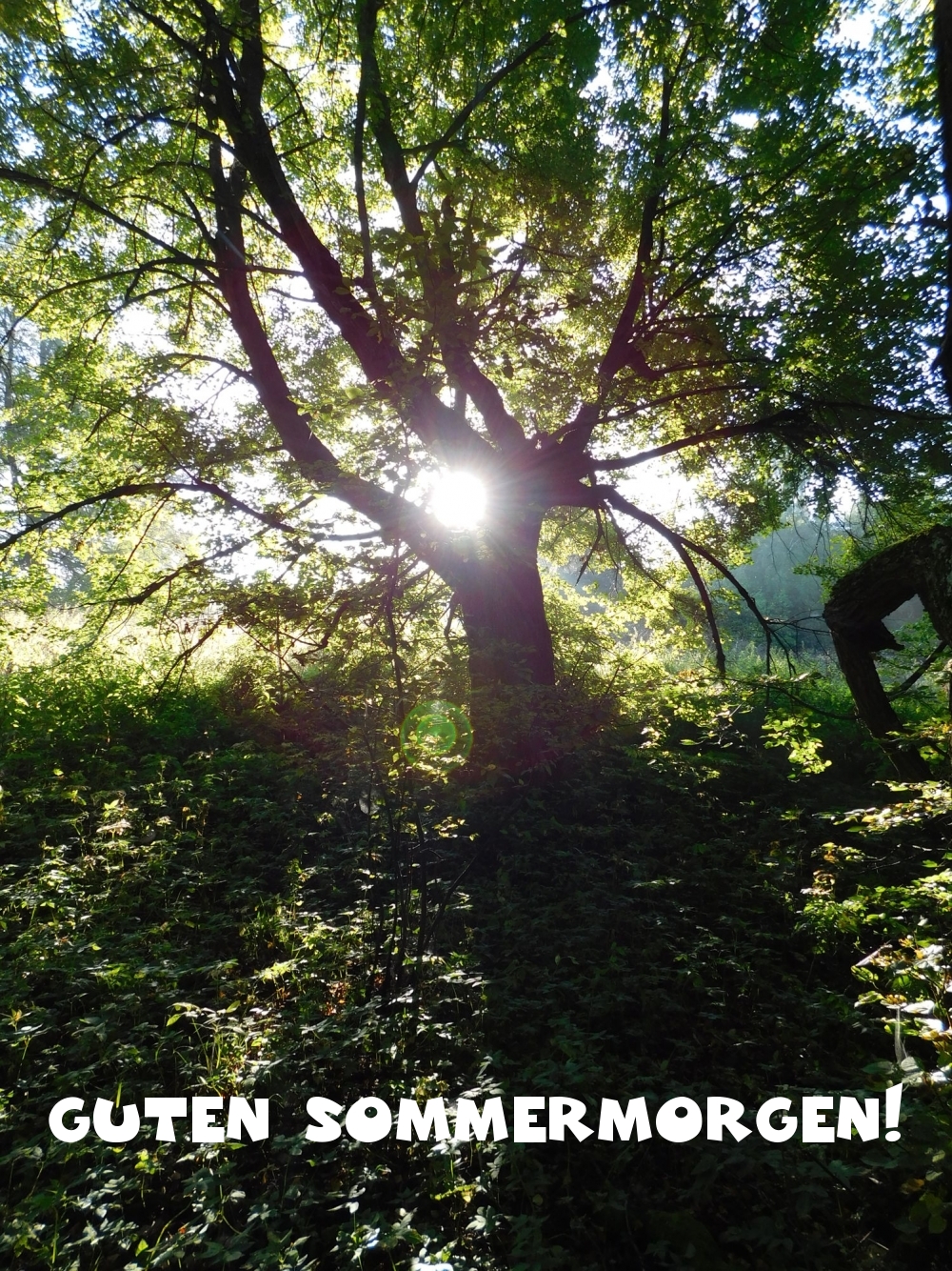 Guten Sommermorgen!