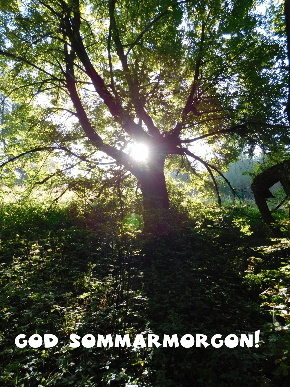 God sommarmorgon!
