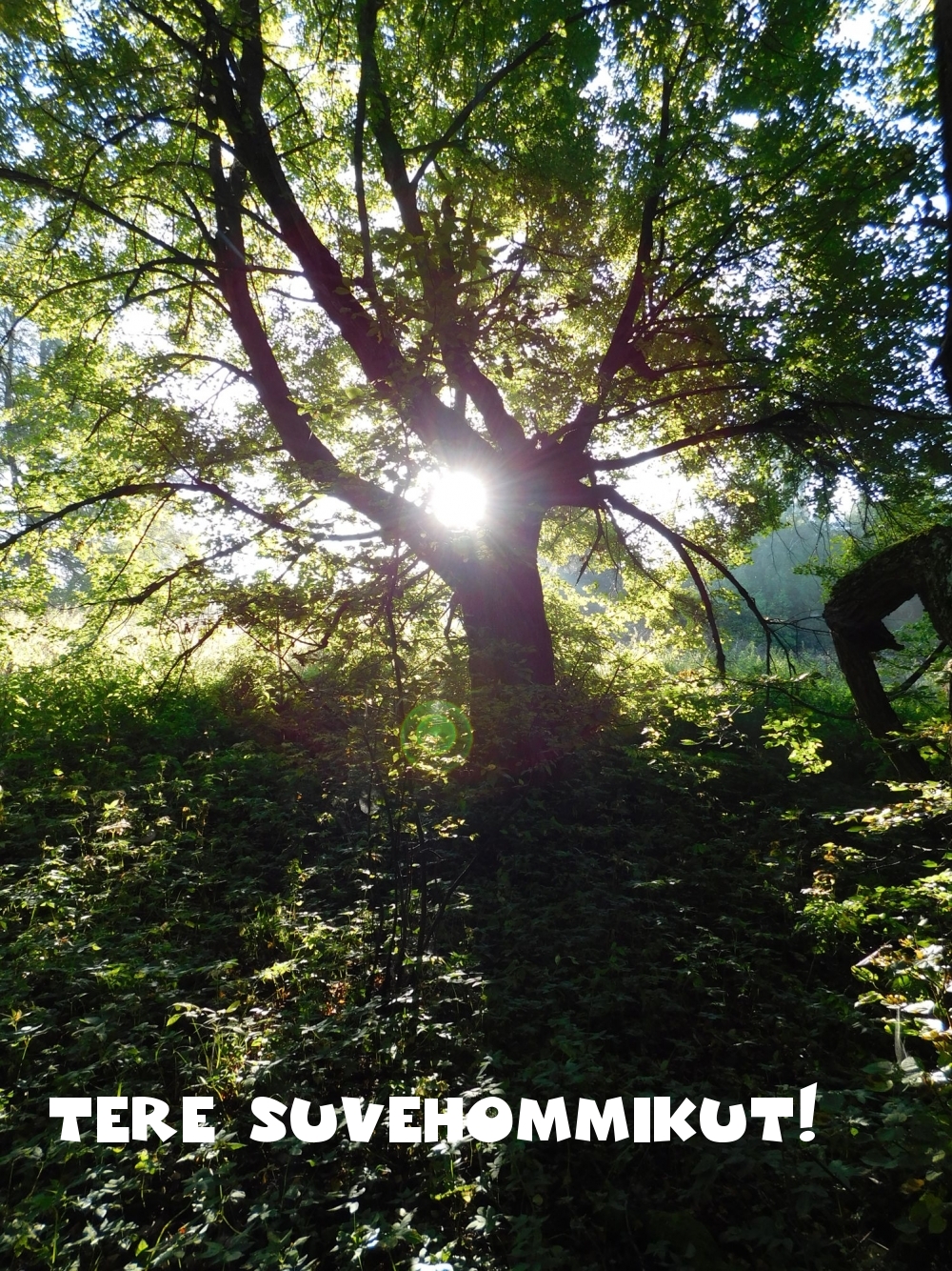 Tere suvehommikut!
