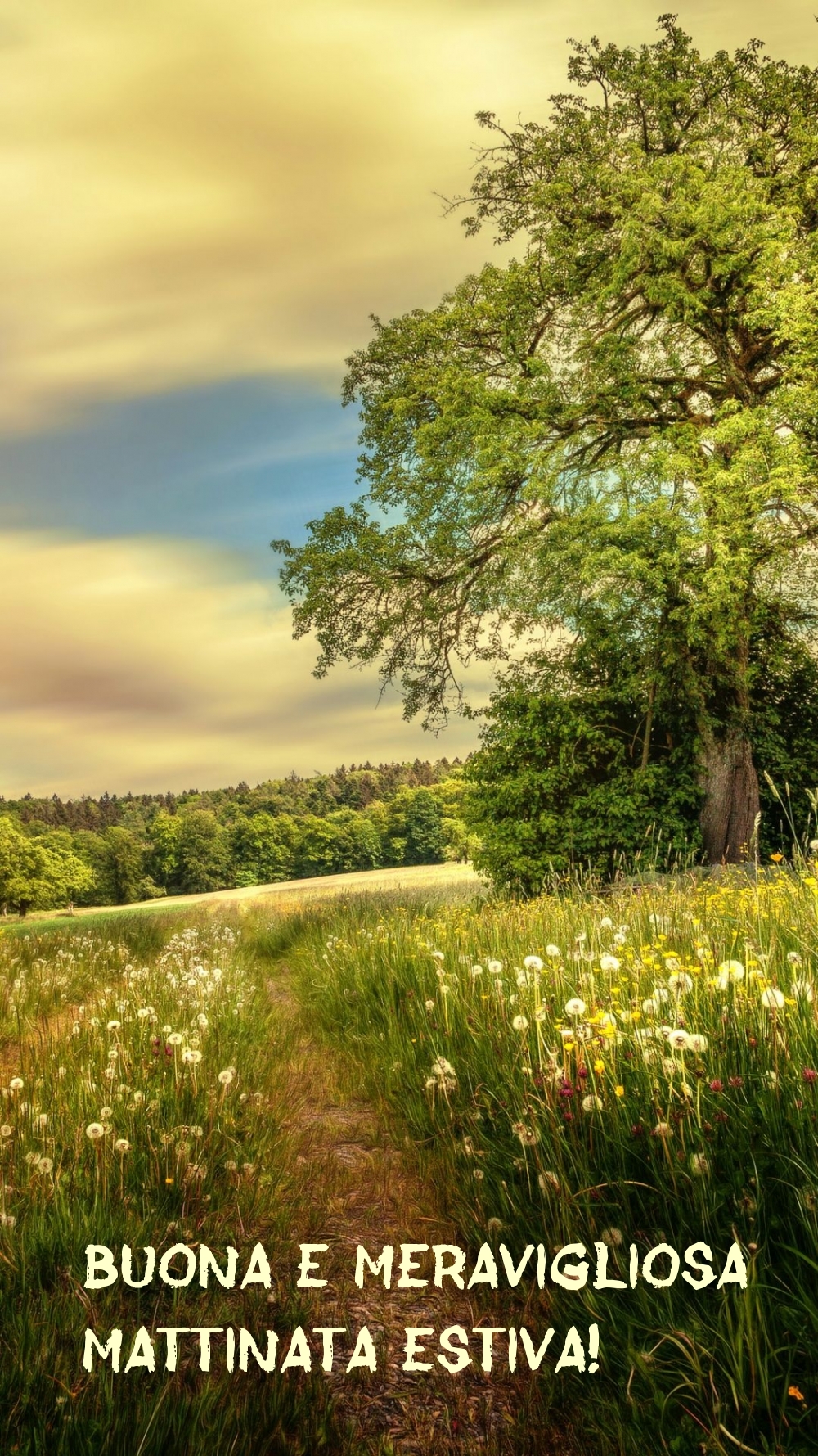 Buona e meravigliosa mattinata estiva!