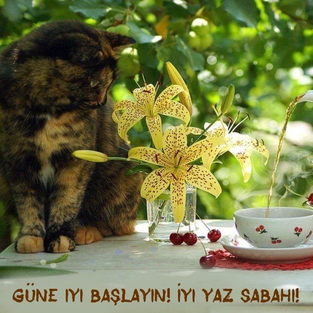 Güne iyi başlayın! İyi yaz sabahı!