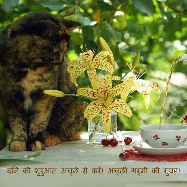 दिन की शुरुआत अच्छे से करें! अच्छी गर्मी की सुबह!